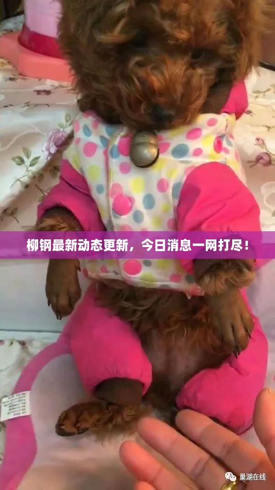 柳鋼最新動態(tài)更新，今日消息一網(wǎng)打盡！