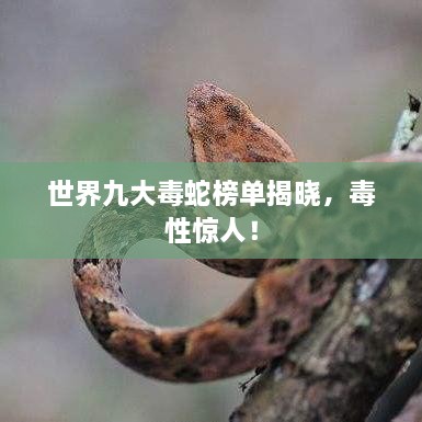 世界九大毒蛇榜單揭曉，毒性驚人！