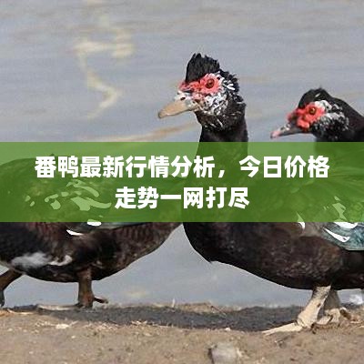 番鴨最新行情分析，今日價格走勢一網(wǎng)打盡