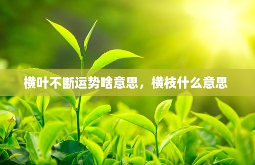 橫葉不斷運勢啥意思，橫枝什么意思 