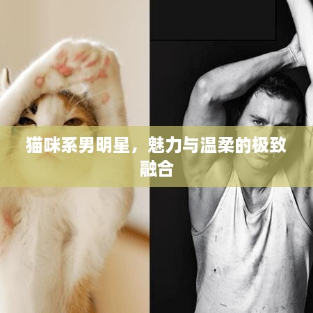 貓咪系男明星，魅力與溫柔的極致融合