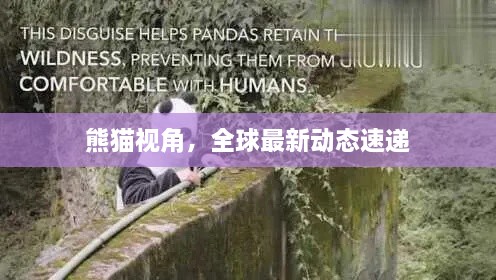 熊貓視角，全球最新動態(tài)速遞