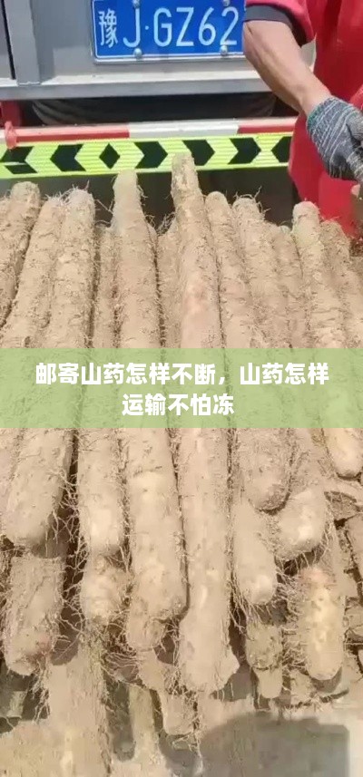 郵寄山藥怎樣不斷，山藥怎樣運(yùn)輸不怕凍 