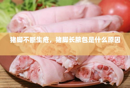 豬腳不斷生瘡，豬腳長膿包是什么原因 