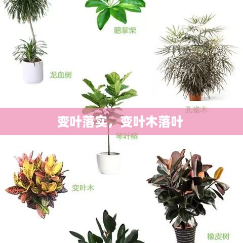 變?nèi)~落實，變?nèi)~木落葉 