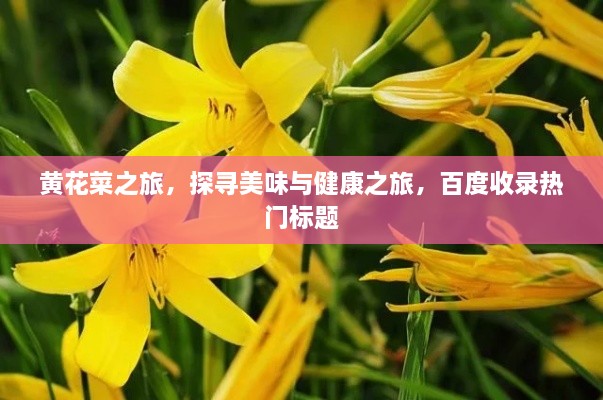 黃花菜之旅，探尋美味與健康之旅，百度收錄熱門標(biāo)題