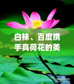 白襪、百度攜手真荷花的美麗奇緣
