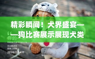 精彩瞬間！犬界盛宴——狗比賽展示展現(xiàn)犬類魅力