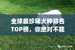 全球最珍稀犬種排名TOP榜，你絕對(duì)不能錯(cuò)過！